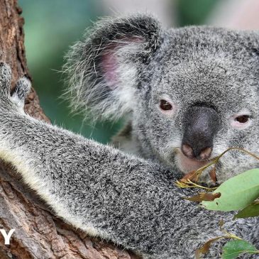 Schweppes Suntory colabora para paliar los daños ocasionados por los incendios en Australia