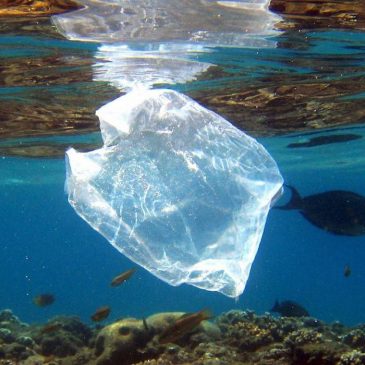 Nuestro partner Schweppes Suntory España se incorpora a Global Plastic Action Partnership